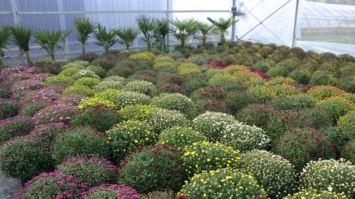 Professionnel de l’entretien de jardins Allouville-Bellefosse